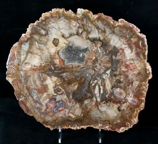 Top Quality Madagascar Petrified Wood Slab - x #12655